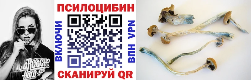 сайты даркнета клад Ногинск Галлюциногенные грибы мицелий