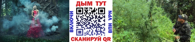 Канабис конопля  купить  сайты  Ногинск 